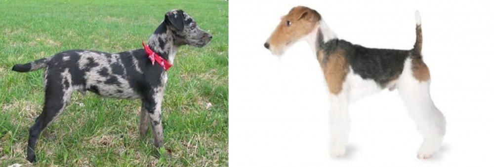 Fox Terrier vs Atlas Terrier - Breed Comparison