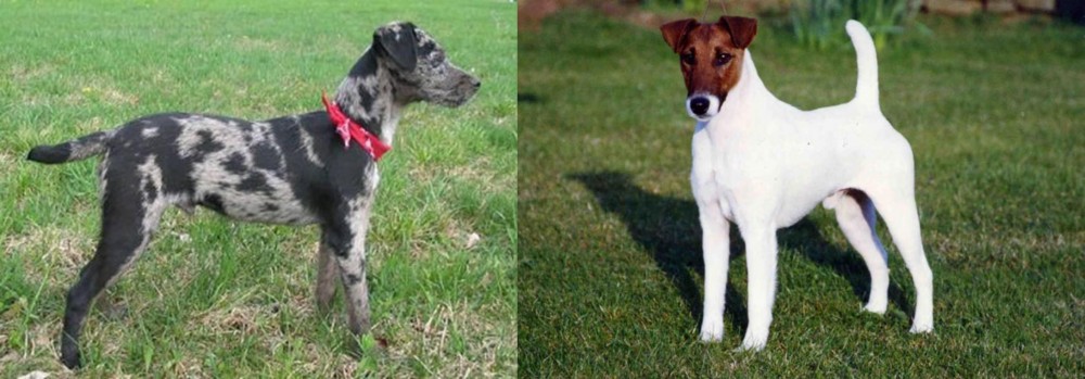 Fox Terrier (Smooth) vs Atlas Terrier - Breed Comparison