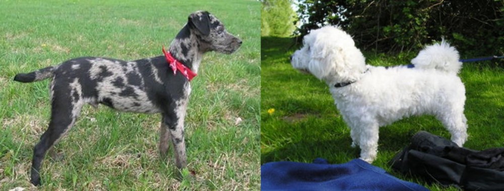 Franzuskaya Bolonka vs Atlas Terrier - Breed Comparison