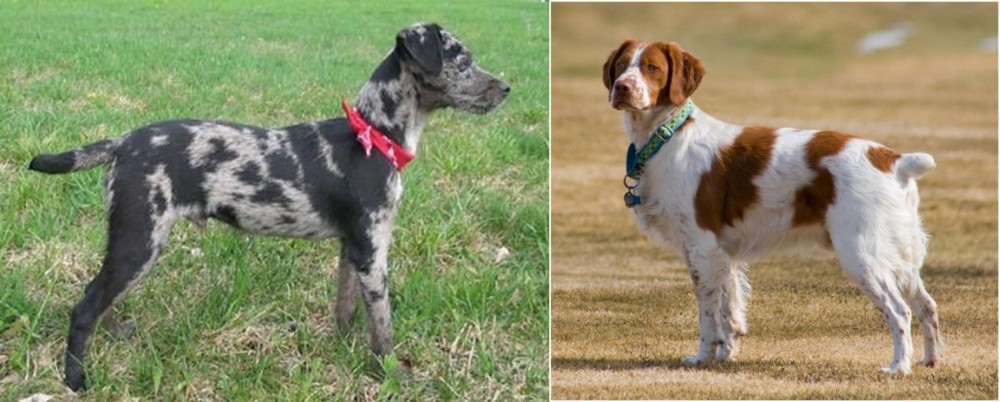 French Brittany vs Atlas Terrier - Breed Comparison