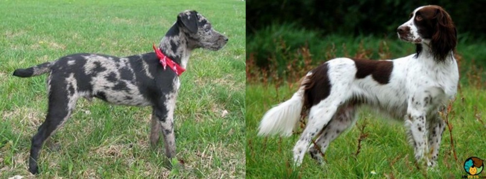 French Spaniel vs Atlas Terrier - Breed Comparison