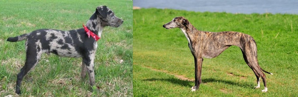 Galgo Espanol vs Atlas Terrier - Breed Comparison