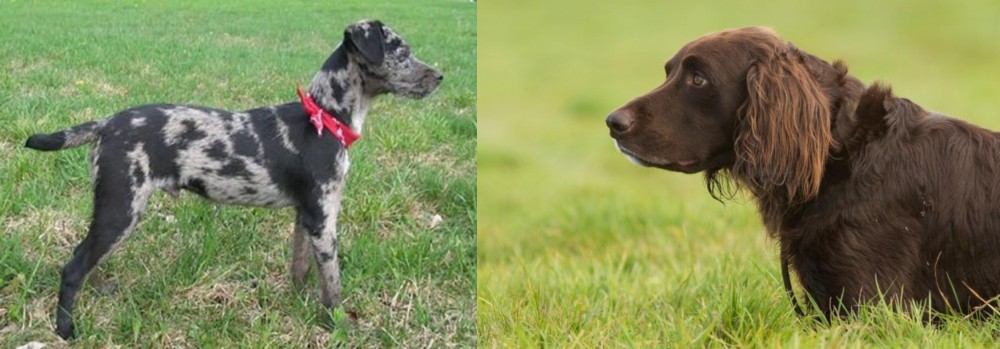 German Longhaired Pointer vs Atlas Terrier - Breed Comparison