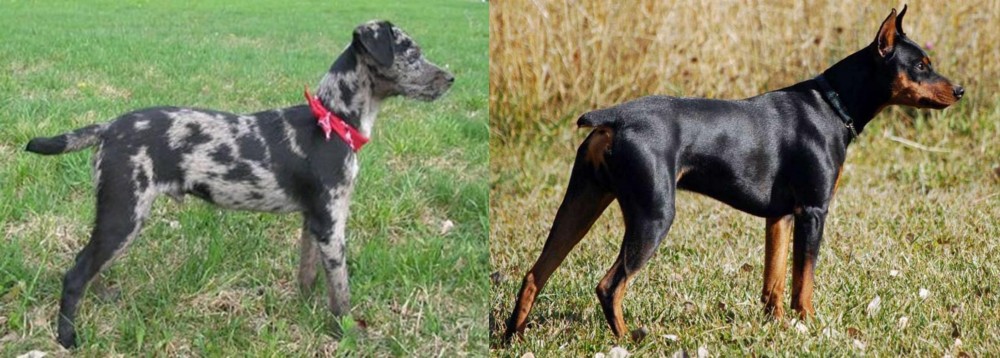 German Pinscher vs Atlas Terrier - Breed Comparison
