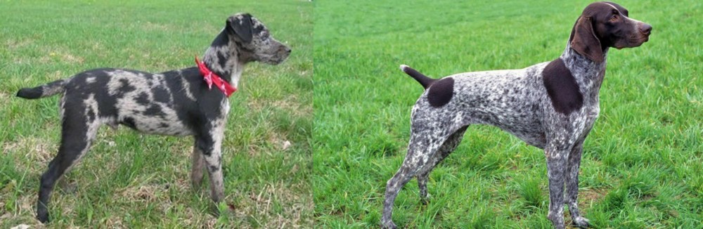 German Shorthaired Pointer vs Atlas Terrier - Breed Comparison