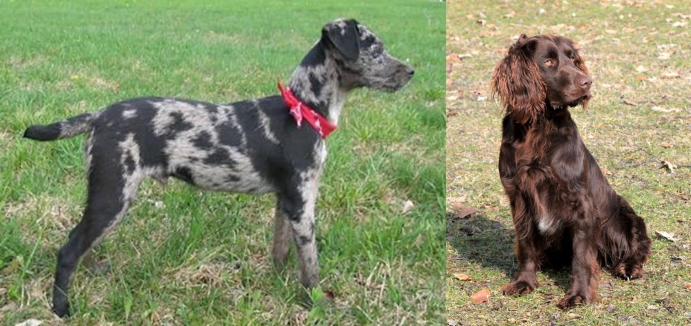 German Spaniel vs Atlas Terrier - Breed Comparison