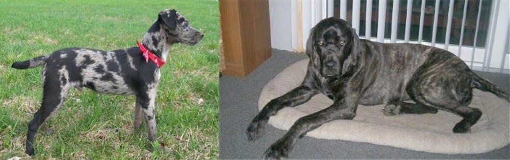 Giant Maso Mastiff vs Atlas Terrier - Breed Comparison