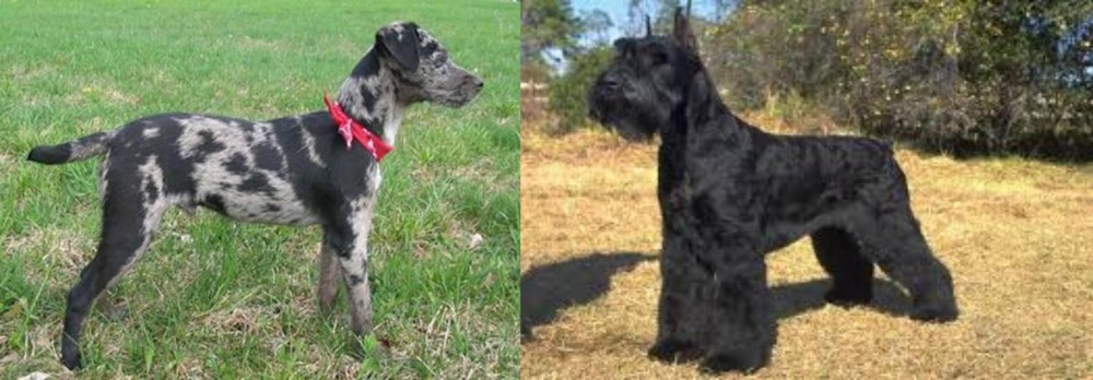 Giant Schnauzer vs Atlas Terrier - Breed Comparison