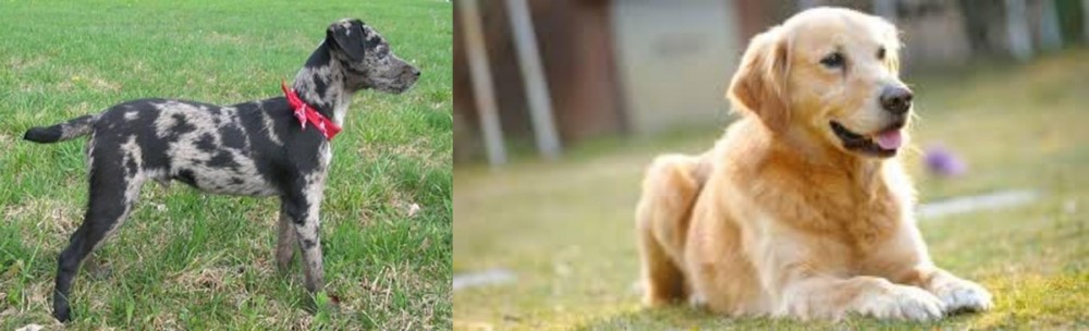 Goldador vs Atlas Terrier - Breed Comparison