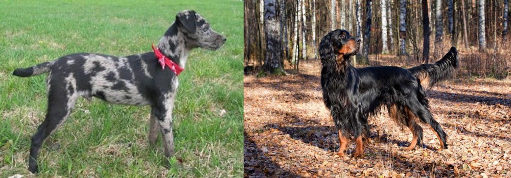 Gordon Setter vs Atlas Terrier - Breed Comparison