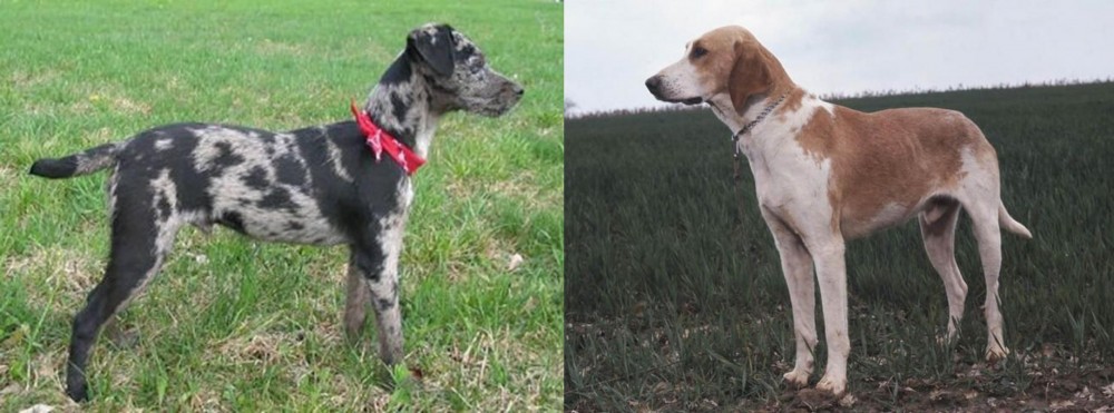 Grand Anglo-Francais Blanc et Orange vs Atlas Terrier - Breed Comparison