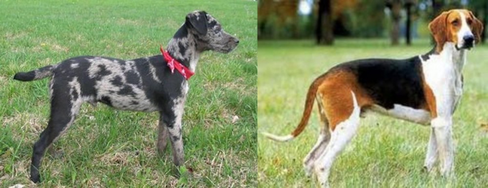 Grand Anglo-Francais Tricolore vs Atlas Terrier - Breed Comparison