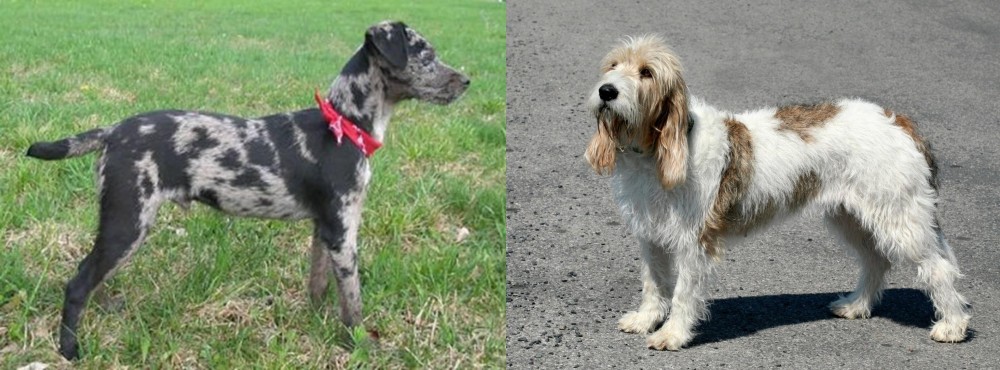 Grand Basset Griffon Vendeen vs Atlas Terrier - Breed Comparison