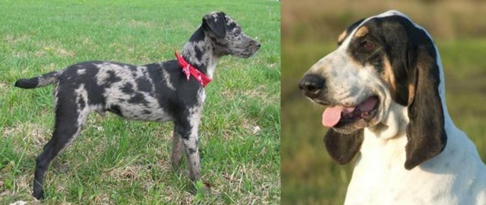 Grand Gascon Saintongeois vs Atlas Terrier - Breed Comparison