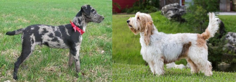 Grand Griffon Vendeen vs Atlas Terrier - Breed Comparison