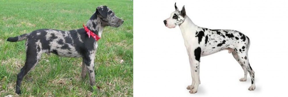 Great Dane vs Atlas Terrier - Breed Comparison