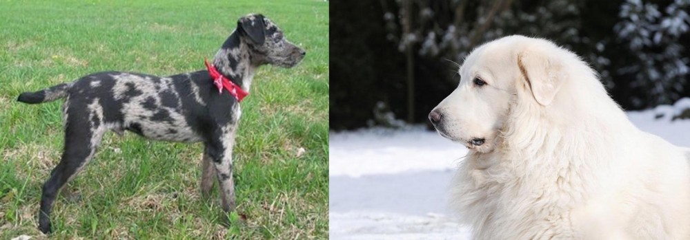 Great Pyrenees vs Atlas Terrier - Breed Comparison