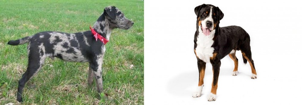 Greater Swiss Mountain Dog vs Atlas Terrier - Breed Comparison