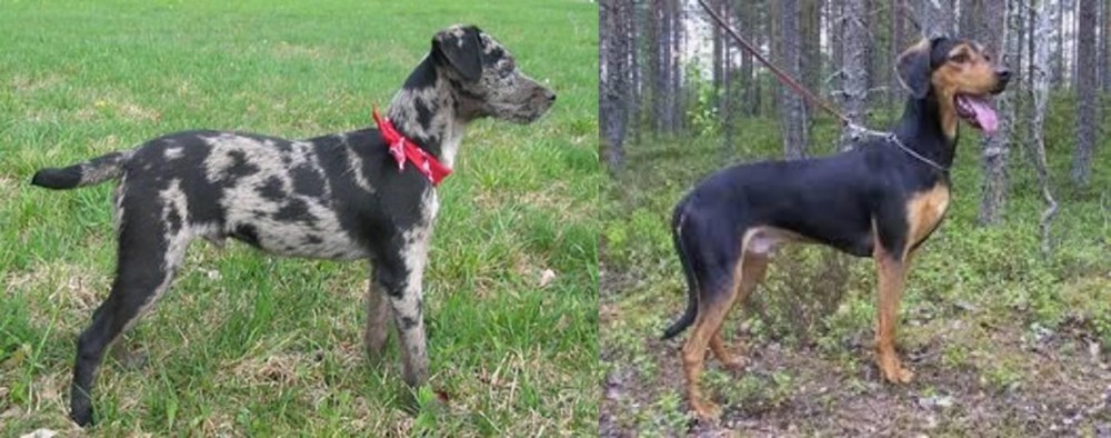 Greek Harehound vs Atlas Terrier - Breed Comparison
