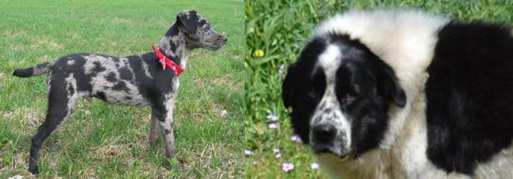 Greek Sheepdog vs Atlas Terrier - Breed Comparison