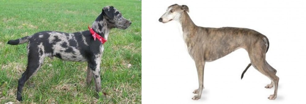 Greyhound vs Atlas Terrier - Breed Comparison