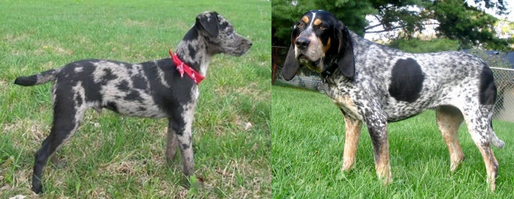 Griffon Bleu de Gascogne vs Atlas Terrier - Breed Comparison