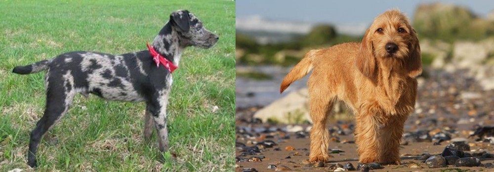 Griffon Fauve de Bretagne vs Atlas Terrier - Breed Comparison