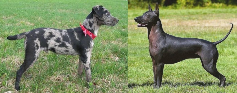Hairless Khala vs Atlas Terrier - Breed Comparison