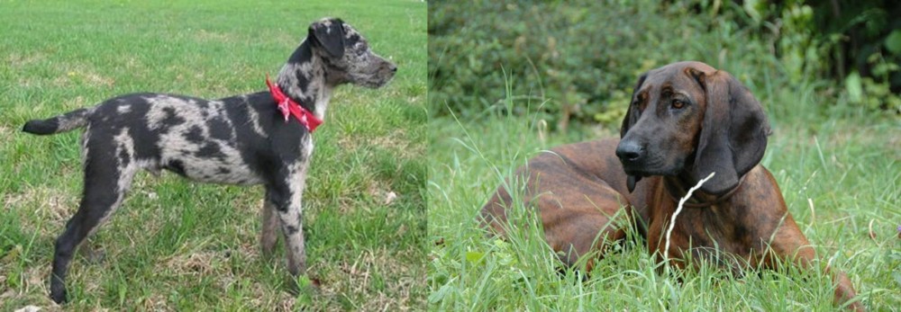 Hanover Hound vs Atlas Terrier - Breed Comparison