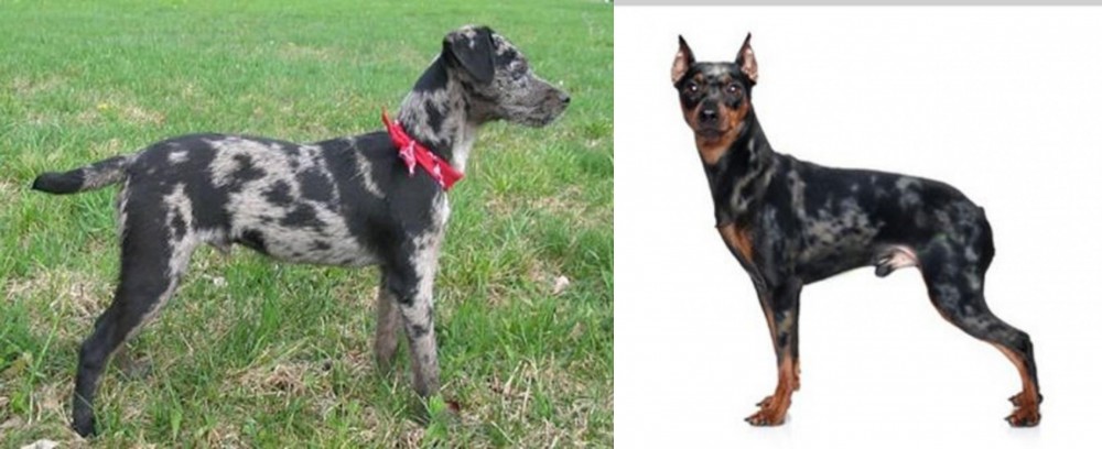 Harlequin Pinscher vs Atlas Terrier - Breed Comparison