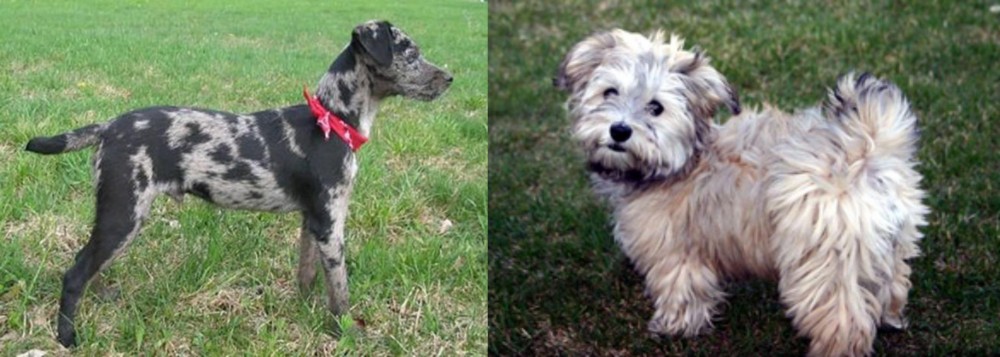Havapoo vs Atlas Terrier - Breed Comparison