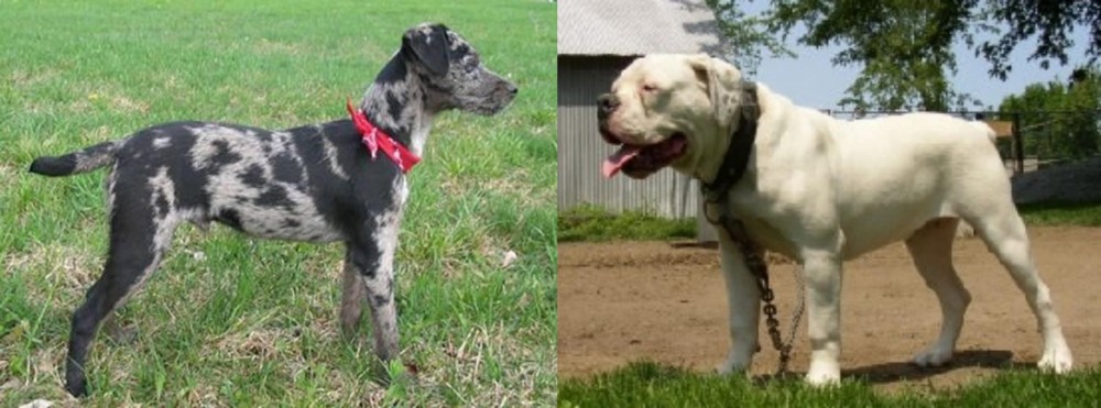 Hermes Bulldogge vs Atlas Terrier - Breed Comparison