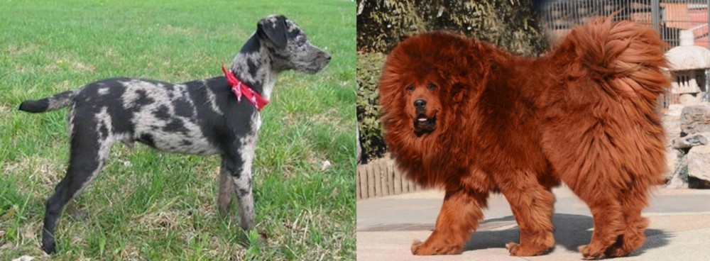 Himalayan Mastiff vs Atlas Terrier - Breed Comparison