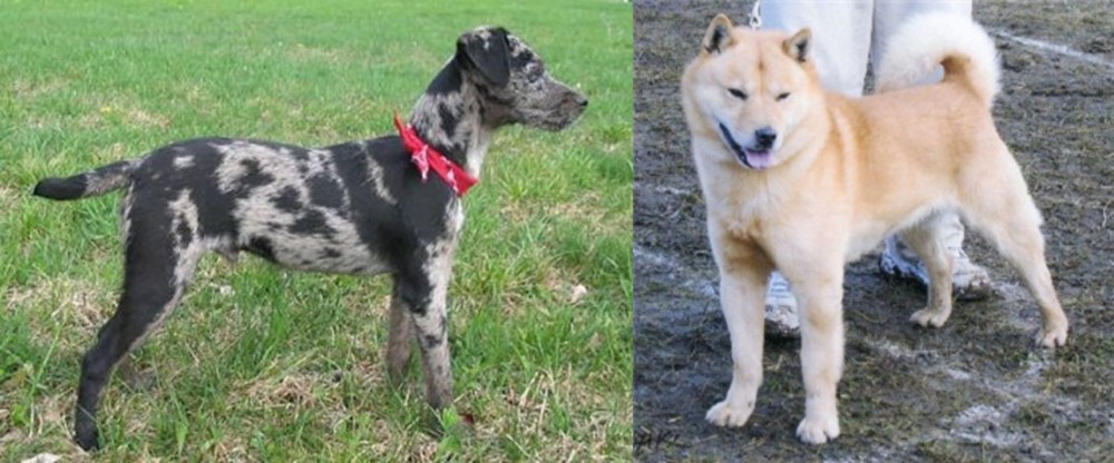 Hokkaido vs Atlas Terrier - Breed Comparison