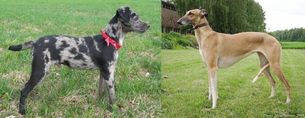 Hortaya Borzaya vs Atlas Terrier - Breed Comparison