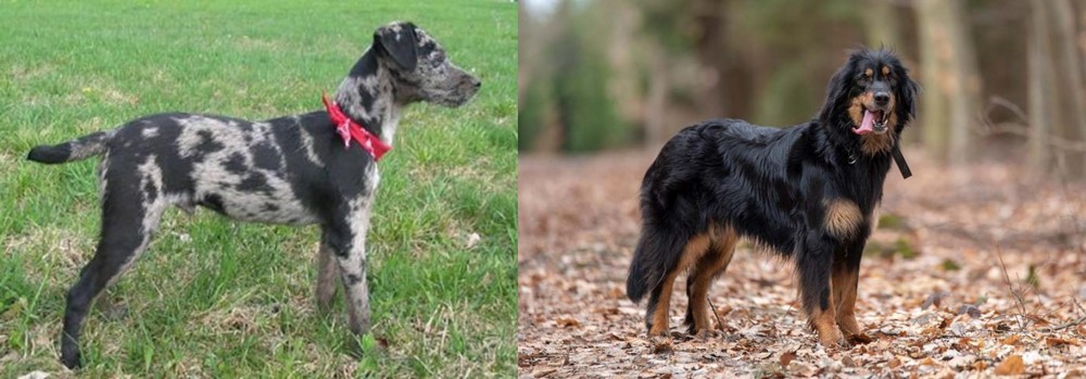 Hovawart vs Atlas Terrier - Breed Comparison