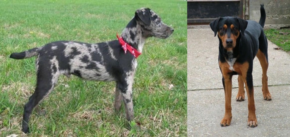 Hungarian Hound vs Atlas Terrier - Breed Comparison
