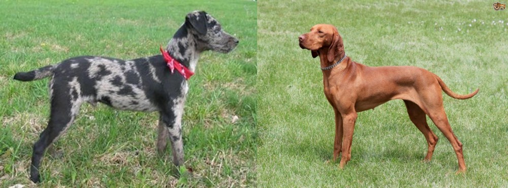 Hungarian Vizsla vs Atlas Terrier - Breed Comparison