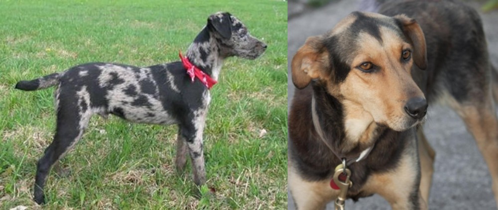 Huntaway vs Atlas Terrier - Breed Comparison