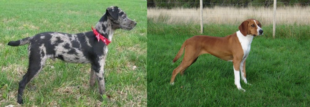 Hygenhund vs Atlas Terrier - Breed Comparison