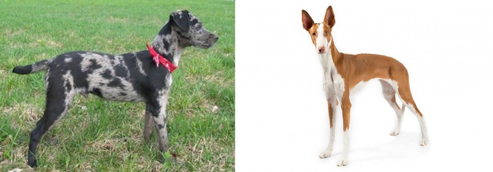 Ibizan Hound vs Atlas Terrier - Breed Comparison
