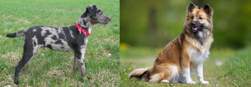 Icelandic Sheepdog vs Atlas Terrier - Breed Comparison
