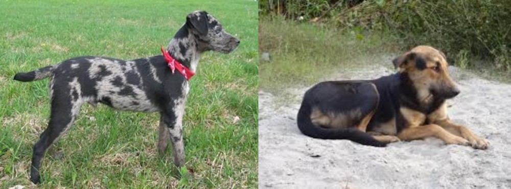 Indian Pariah Dog vs Atlas Terrier - Breed Comparison