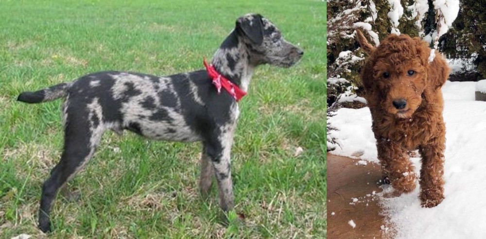 Irish Doodles vs Atlas Terrier - Breed Comparison