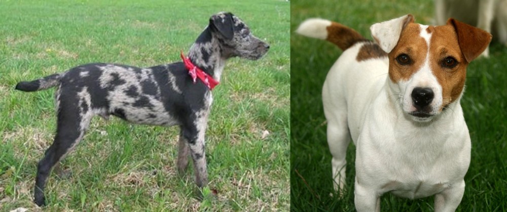 Irish Jack Russell vs Atlas Terrier - Breed Comparison