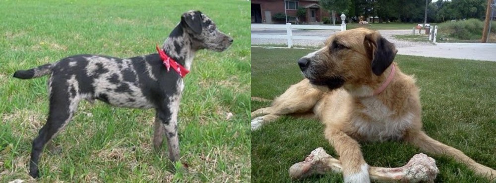 Irish Mastiff Hound vs Atlas Terrier - Breed Comparison
