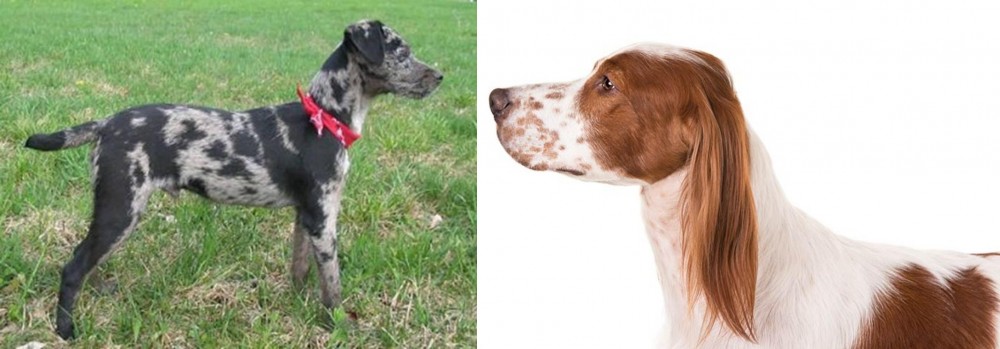 Irish Red and White Setter vs Atlas Terrier - Breed Comparison