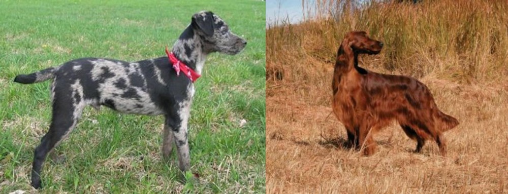 Irish Setter vs Atlas Terrier - Breed Comparison