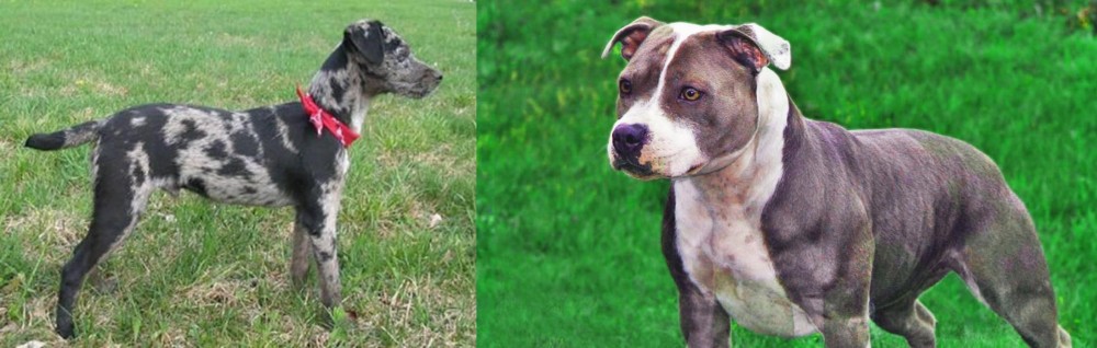 Irish Staffordshire Bull Terrier vs Atlas Terrier - Breed Comparison