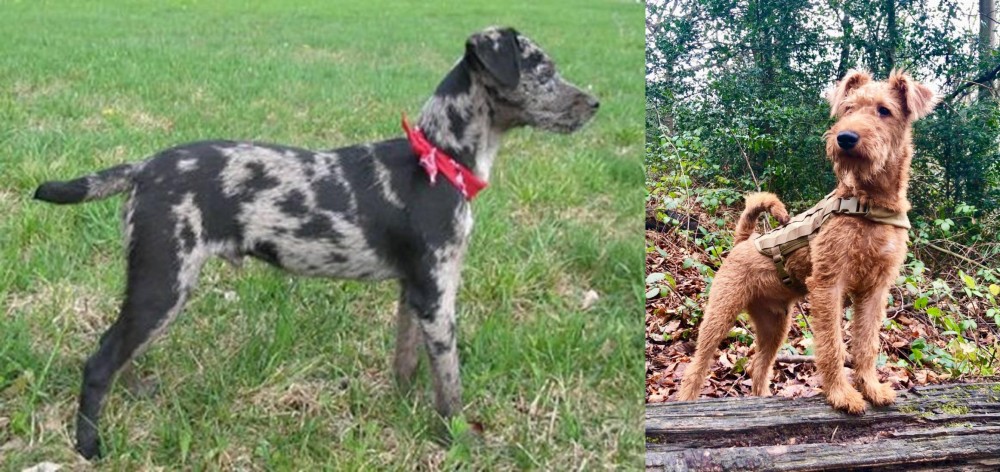 Irish Terrier vs Atlas Terrier - Breed Comparison